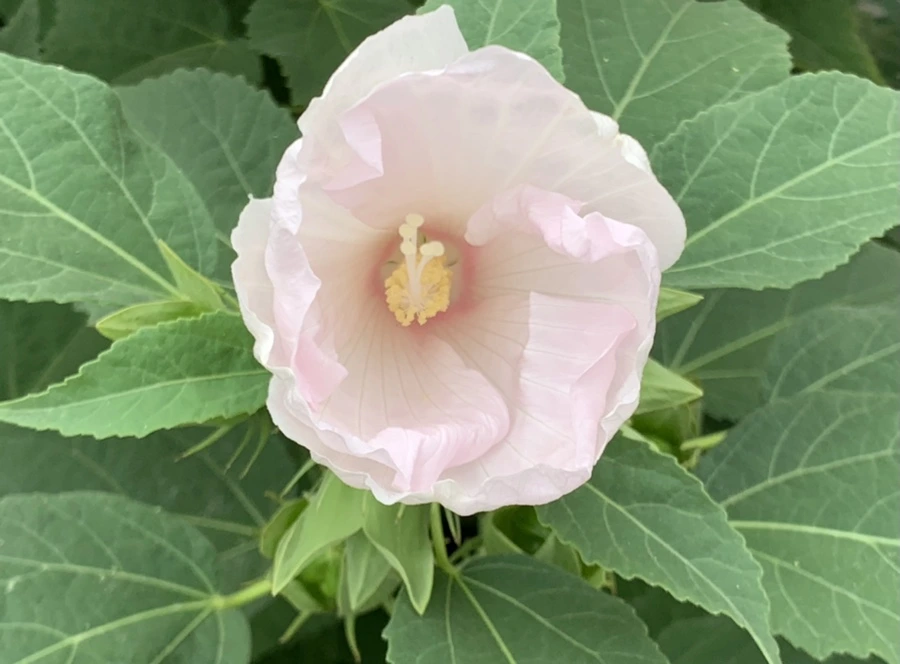 IMG_6037.jpg?type=w966