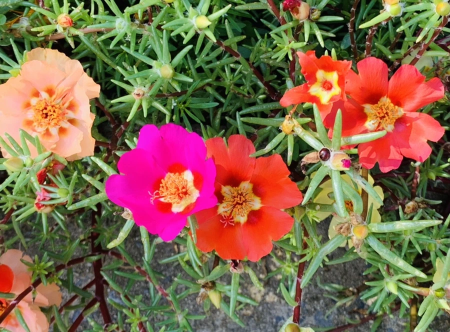 IMG_6694.jpg?type=w966