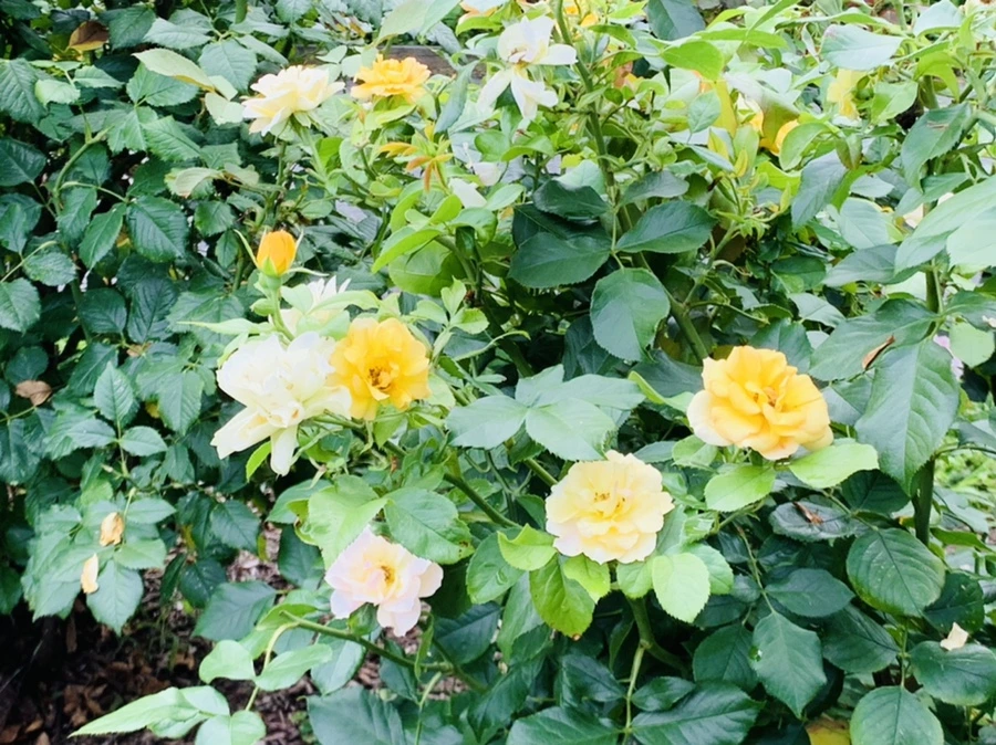 IMG_8703.jpg?type=w966