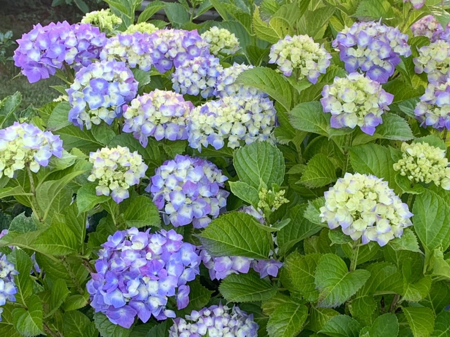 IMG_5275.jpg?type=w966