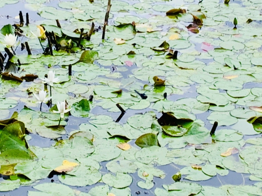 IMG_9111.jpg?type=w966