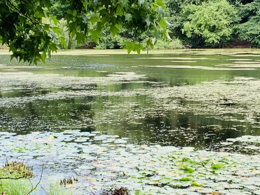 IMG_7519.jpg?type=w966