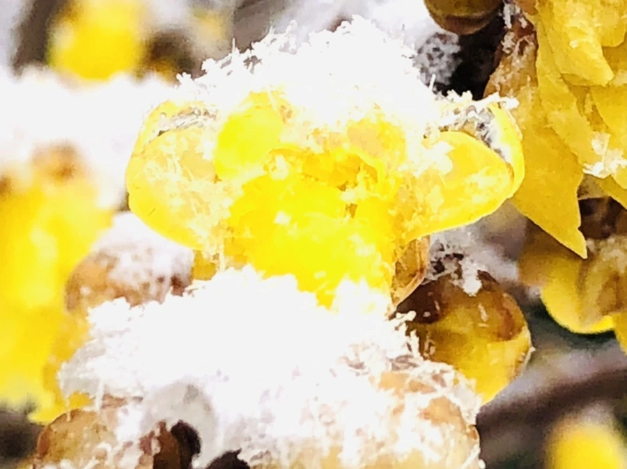 IMG_3532.jpg?type=w966