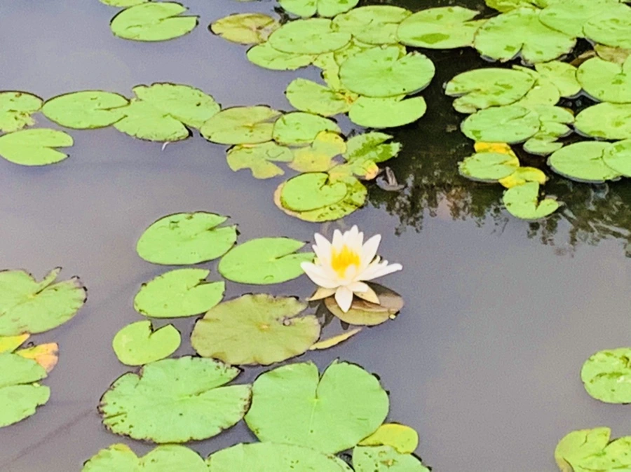 IMG_7179.jpg?type=w966