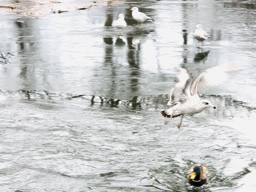 IMG_9035.jpg?type=w966