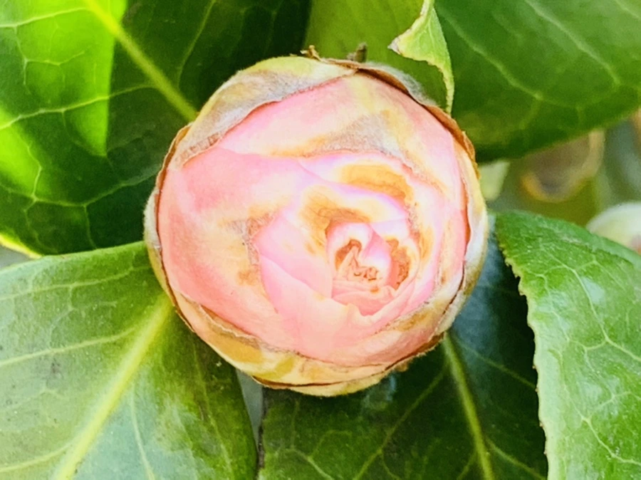 IMG_3049.jpg?type=w966