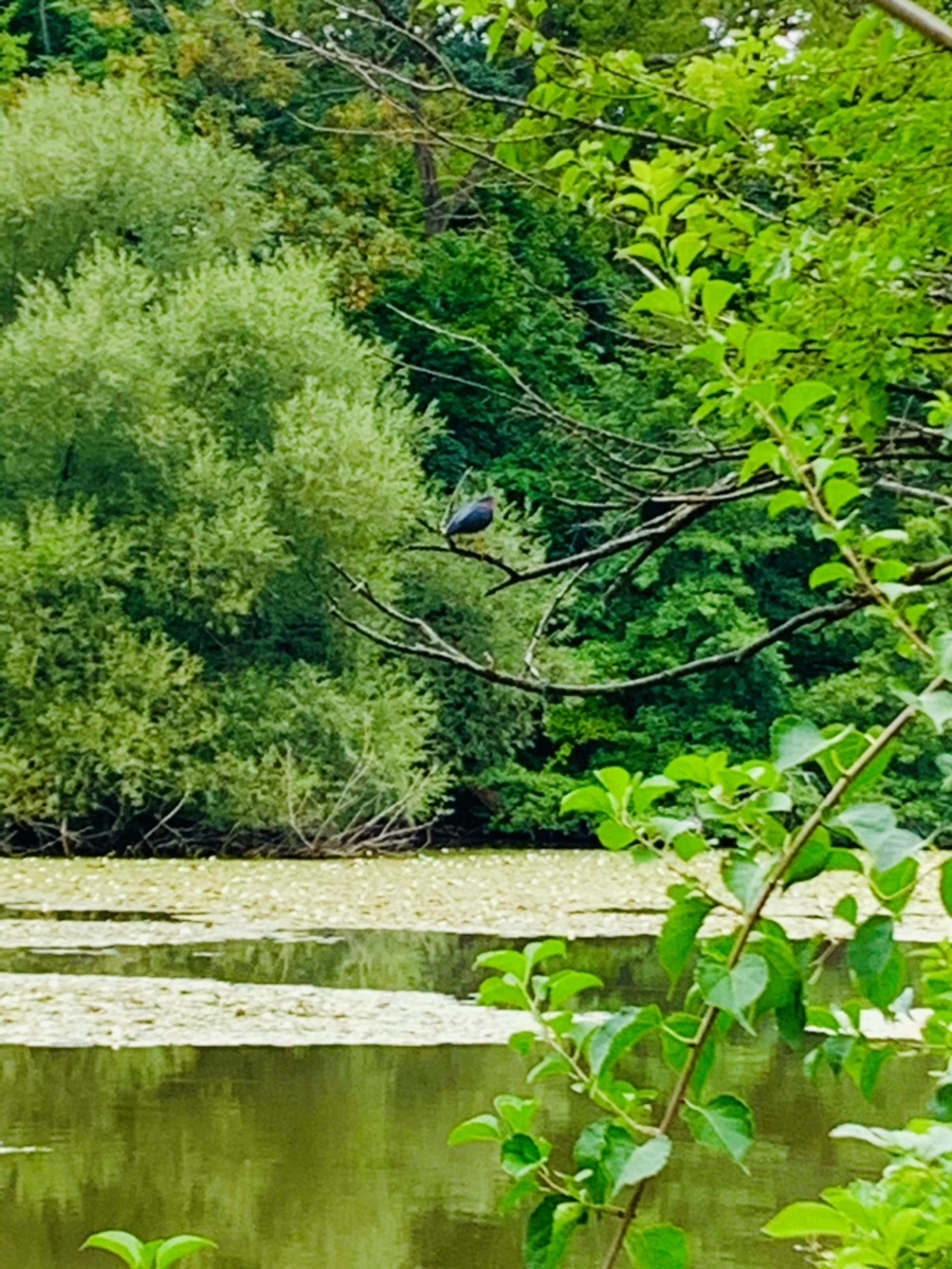 IMG_5190.jpg?type=w966