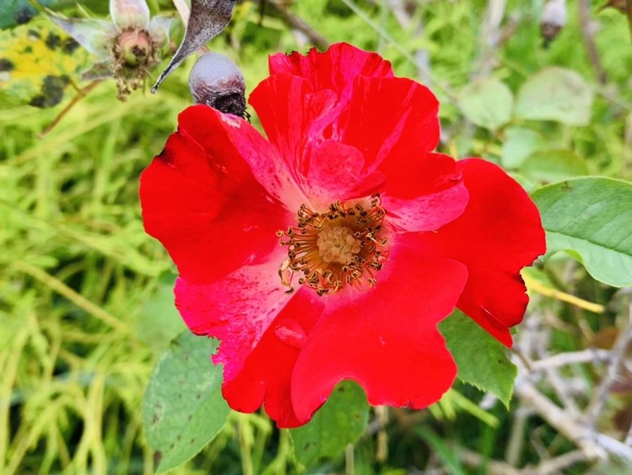 IMG_5991.jpg?type=w966