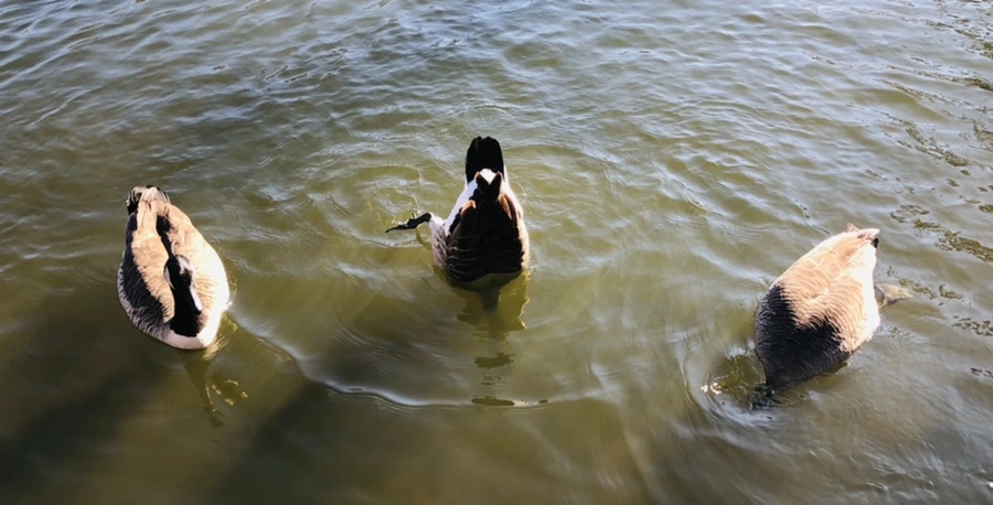 IMG_0293.jpg?type=w966