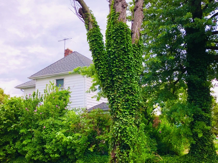 IMG_4177.jpg?type=w966