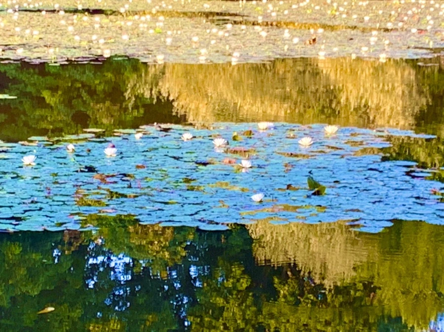 IMG_1051.jpg?type=w966