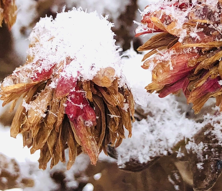 IMG_3451.jpg?type=w966