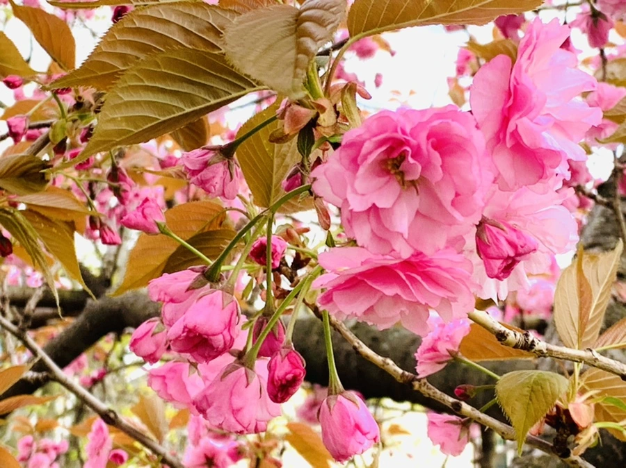 IMG_4400.jpg?type=w966