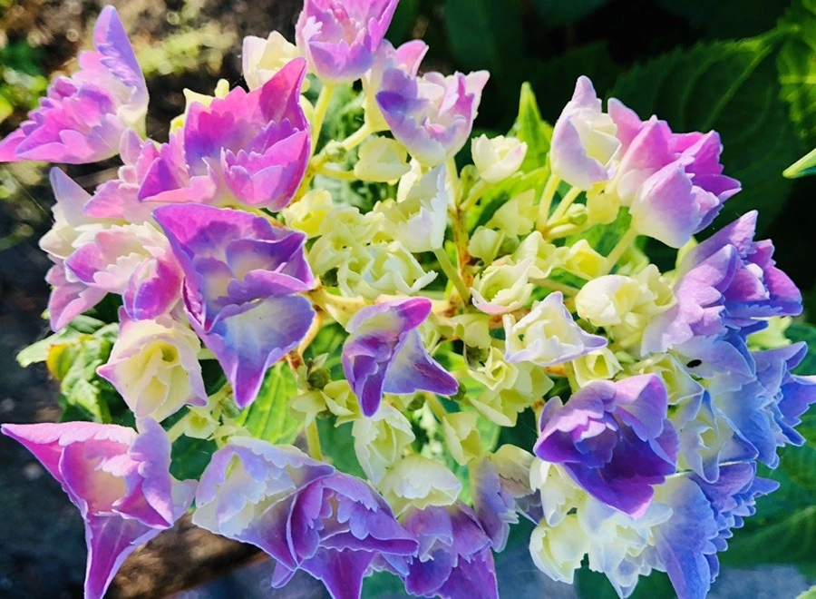 ARKKz59udPCxCbWPuaJbiL1rElA