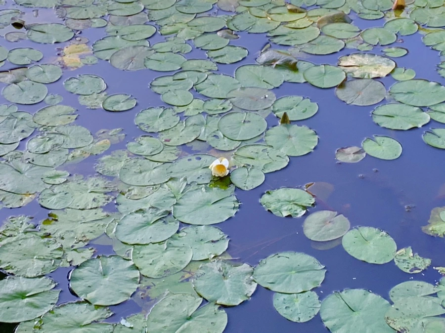 IMG_4267.jpg?type=w966