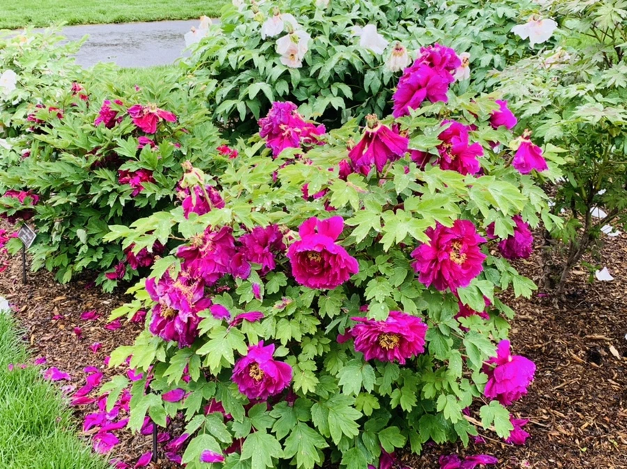 IMG_9985.jpg?type=w966