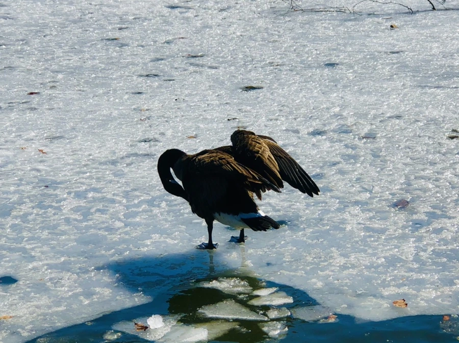 IMG_5296.jpg?type=w966