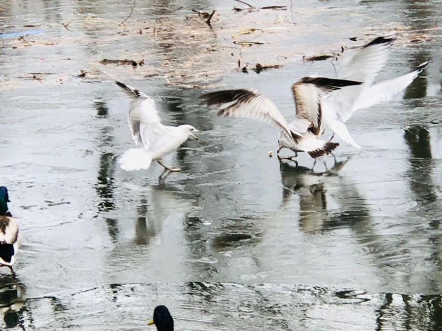 IMG_9017.jpg?type=w966