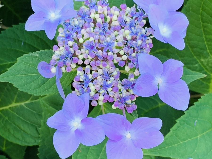 IMG_6294.jpg?type=w966