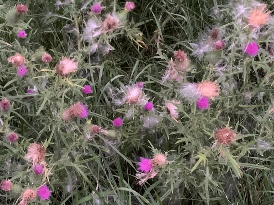 IMG_2285.jpg?type=w966