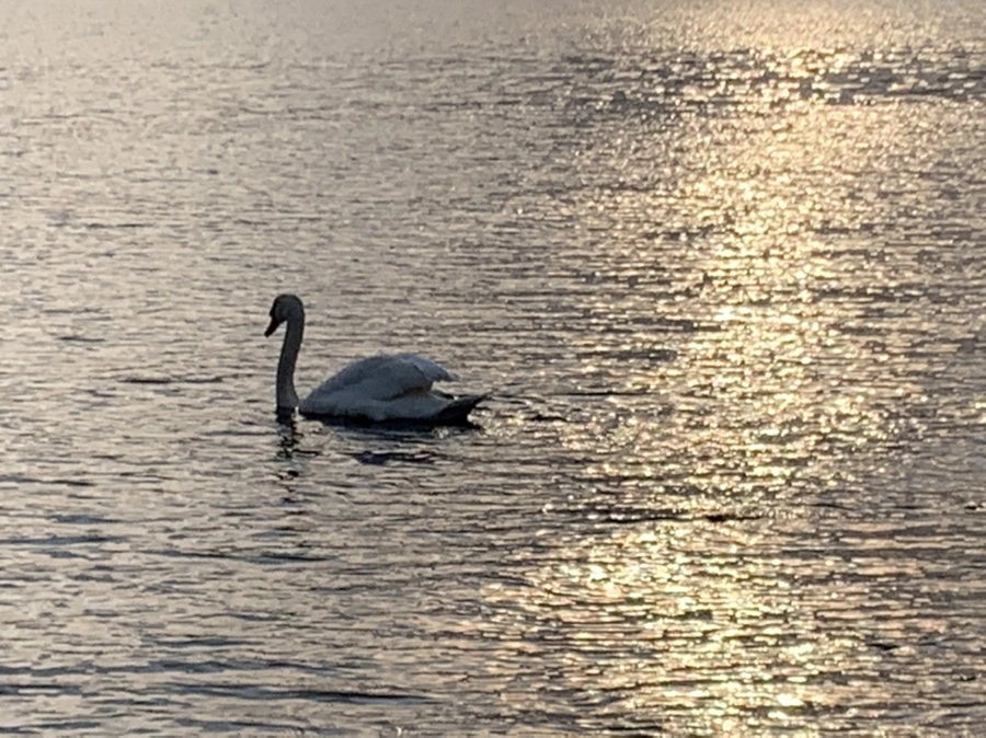 IMG_9901.jpg?type=w966