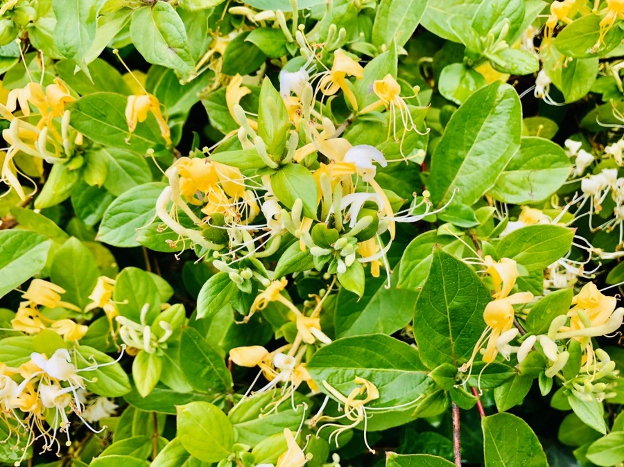 IMG_8199.jpg?type=w966