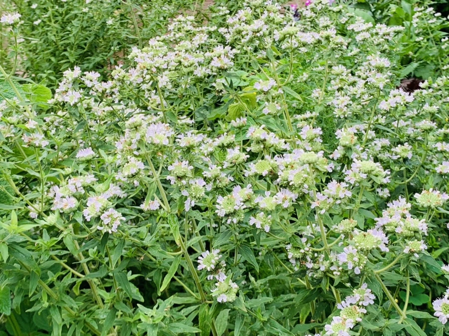 IMG_1025.jpg?type=w966