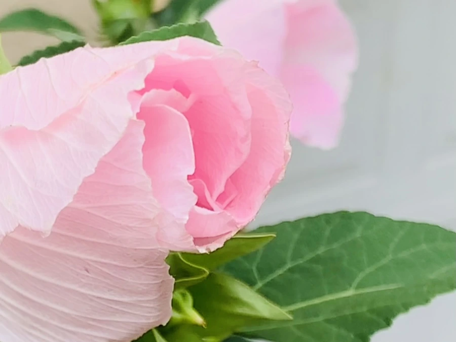 IMG_6048.jpg?type=w966