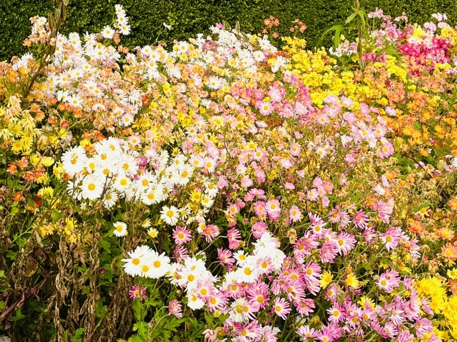 IMG_1214.jpg?type=w966