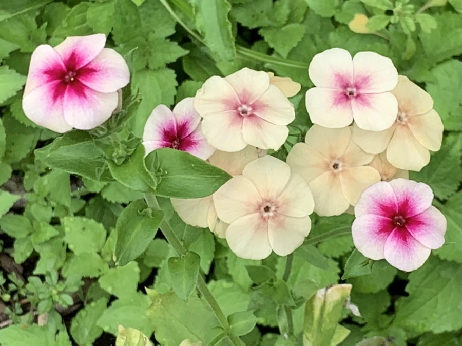 IMG_7652.jpg?type=w966