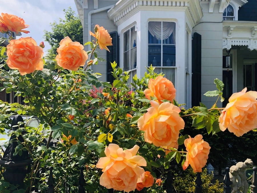 IMG_7446.jpg?type=w966