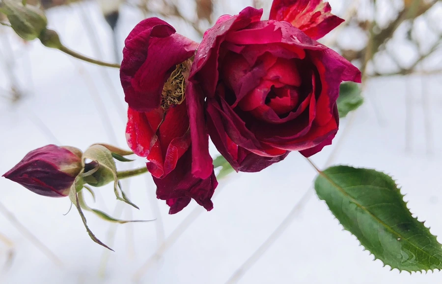 IMG_7554.jpg?type=w966