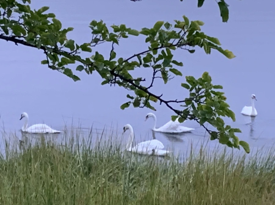 IMG_6624.jpg?type=w966