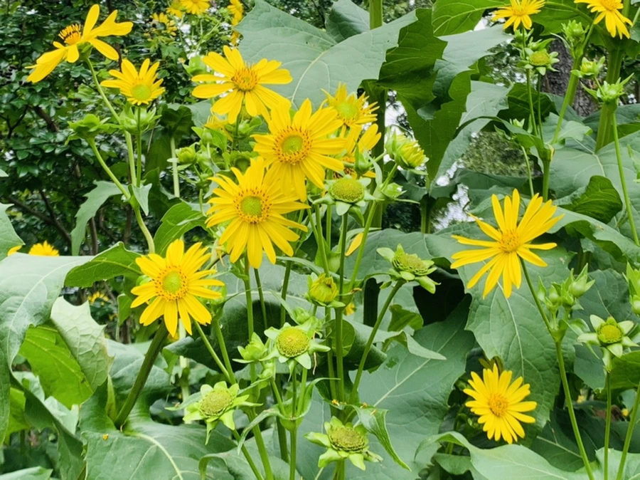 IMG_1084.jpg?type=w966