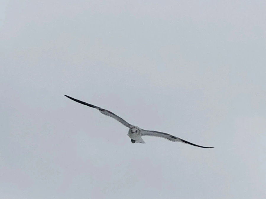 IMG_3777.jpg?type=w966