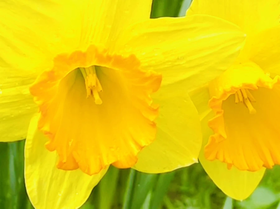 IMG_7452.jpg?type=w966