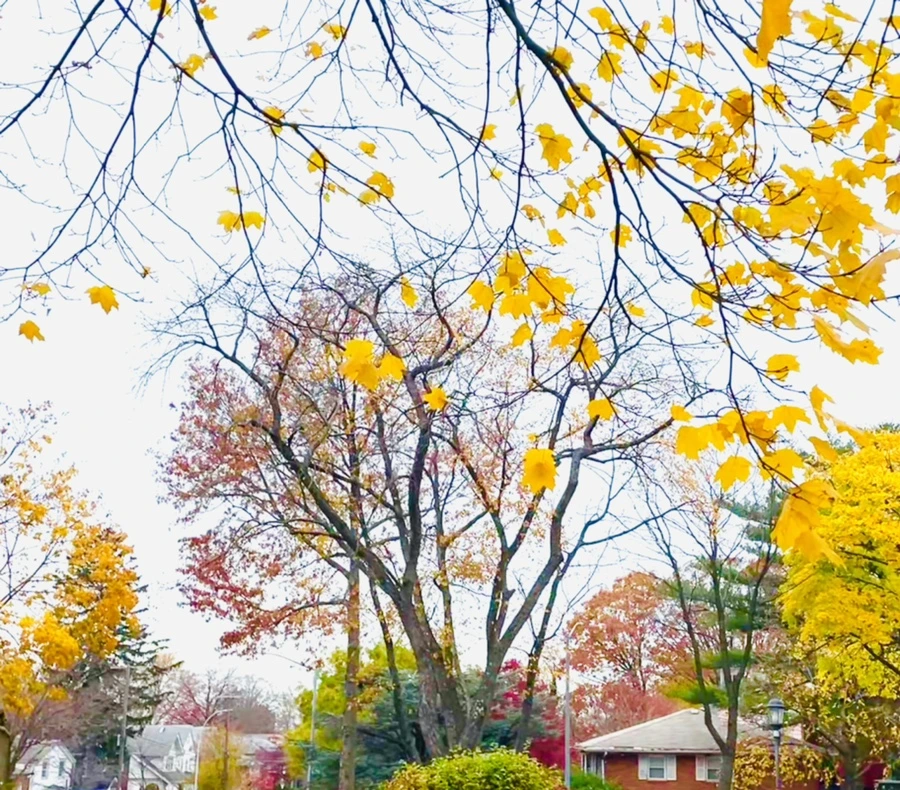 IMG_5170.jpg?type=w966