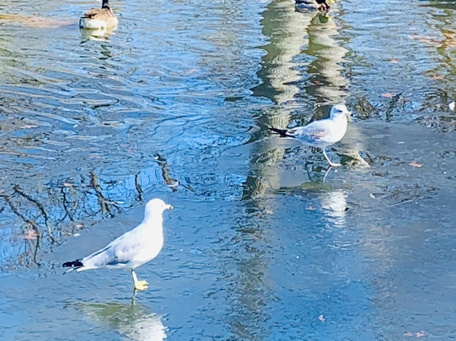 IMG_8296.jpg?type=w966