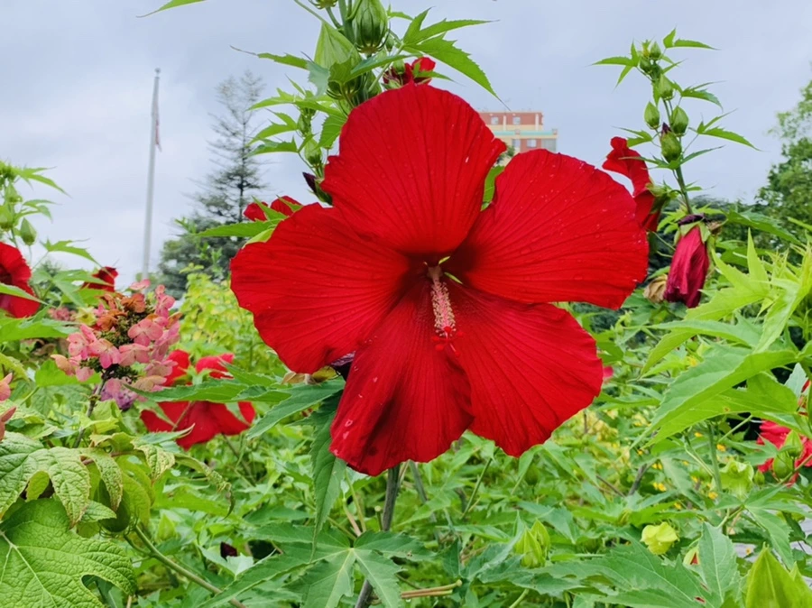 IMG_1132.jpg?type=w966