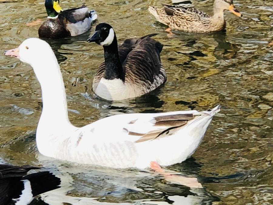 IMG_3612.jpg?type=w966