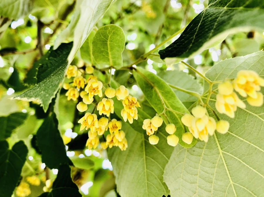 IMG_0569.jpg?type=w966