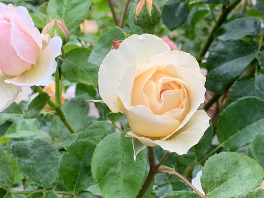 IMG_6018.jpg?type=w966