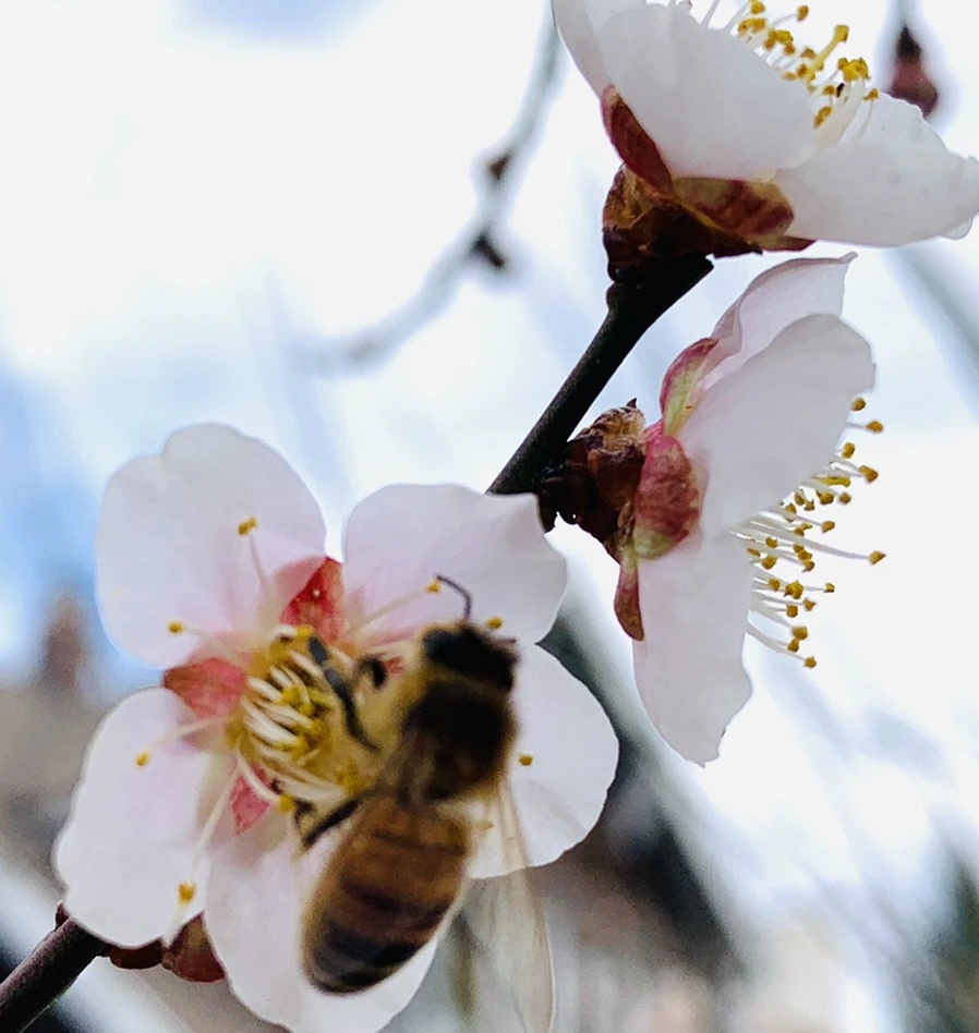 IMG_0519.jpg?type=w966