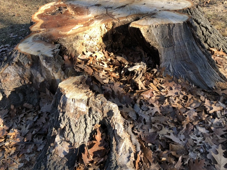 IMG_0263.jpg?type=w966