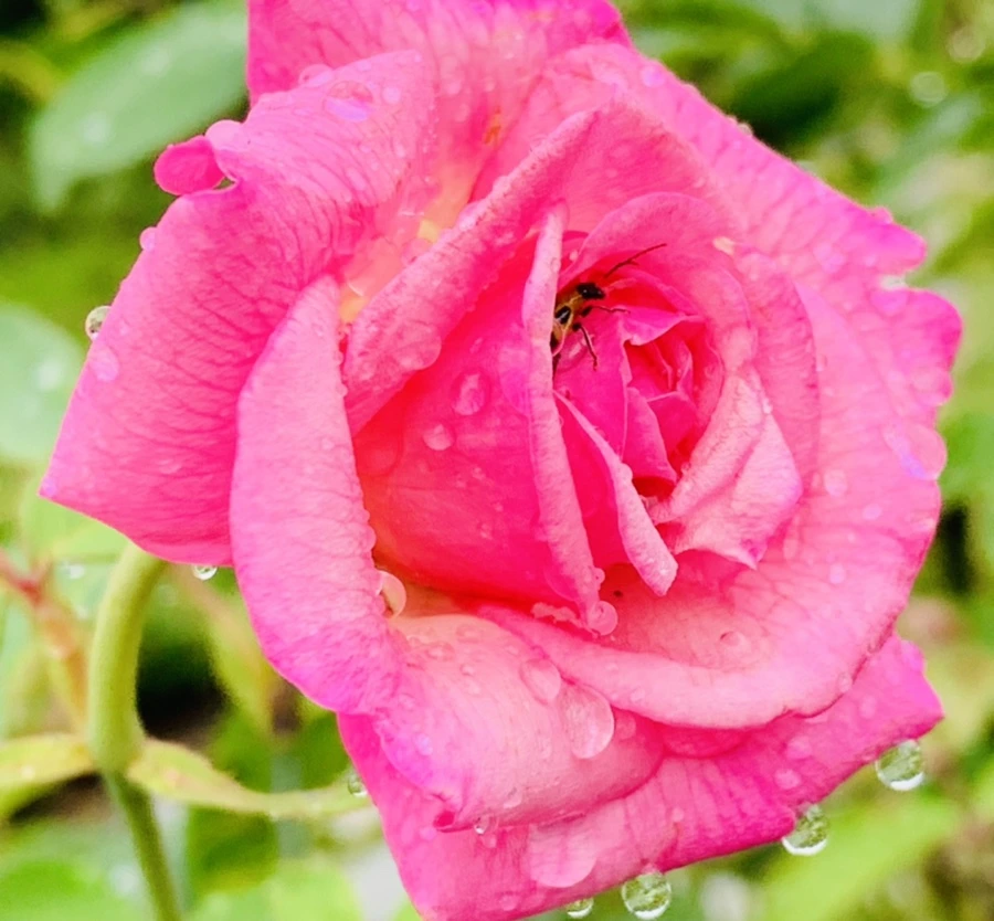 IMG_9567.jpg?type=w966