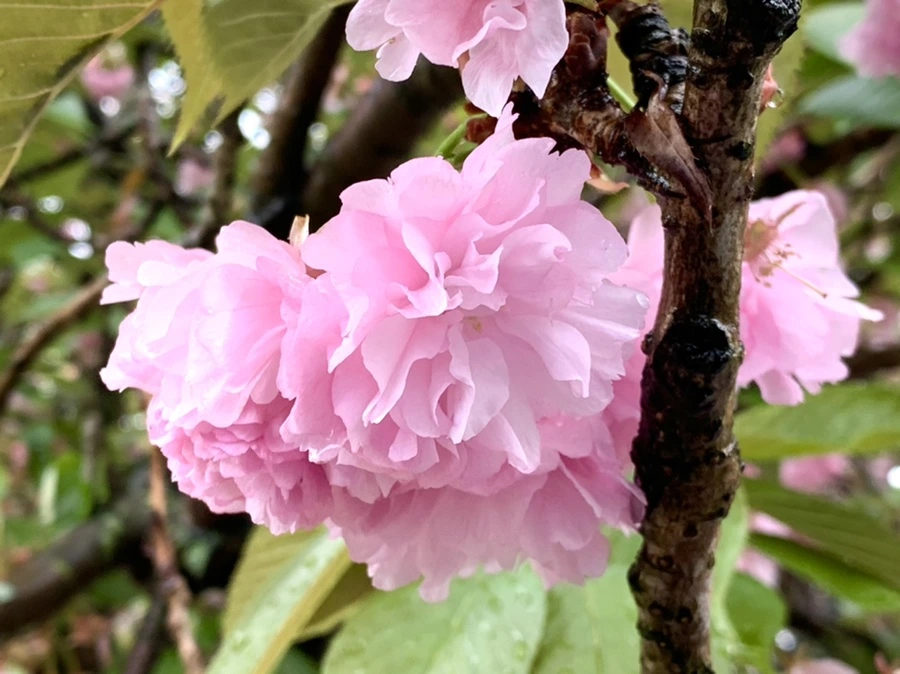 IMG_9867.jpg?type=w966