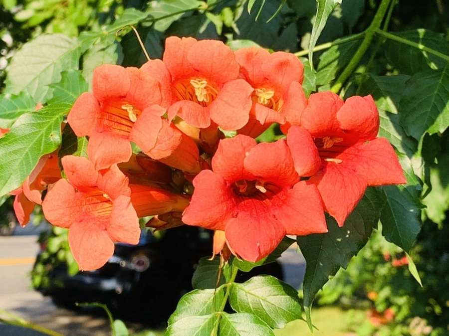 IMG_8274.jpg?type=w966