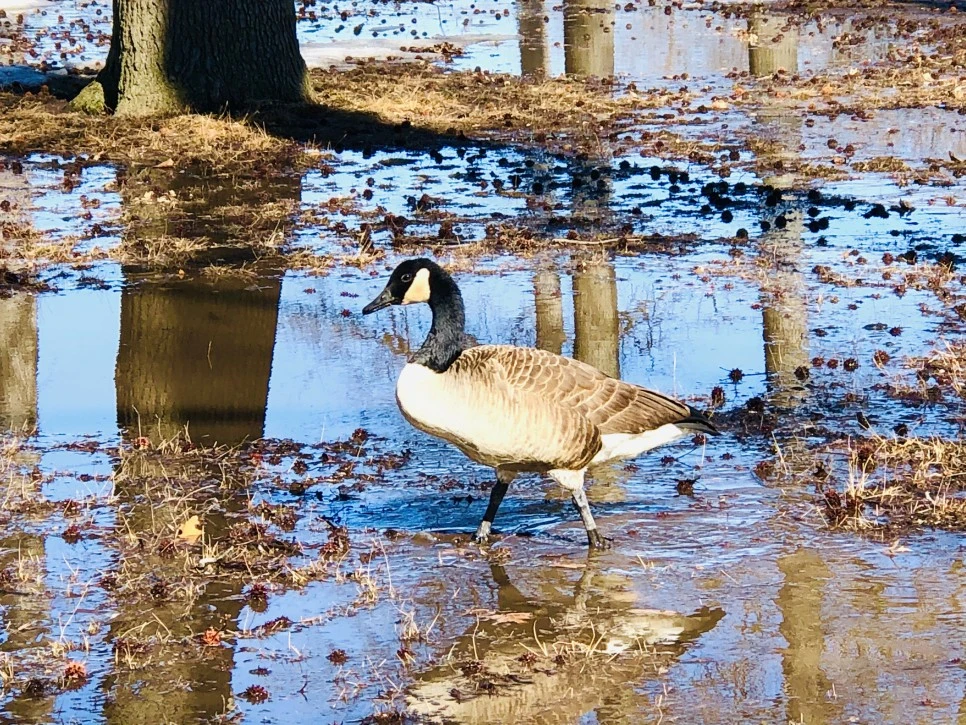 IMG_4654.jpg?type=w966