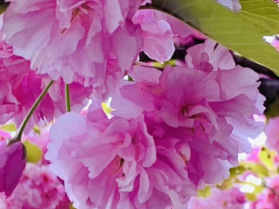 IMG_7399.jpg?type=w966