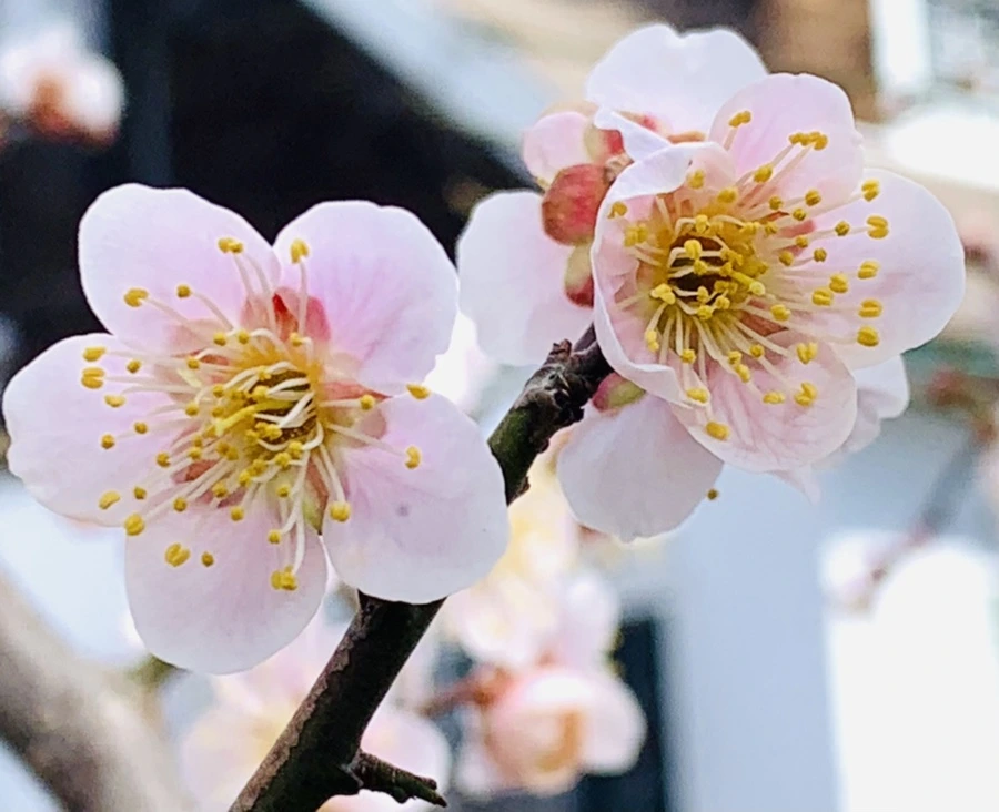 IMG_1056.jpg?type=w966